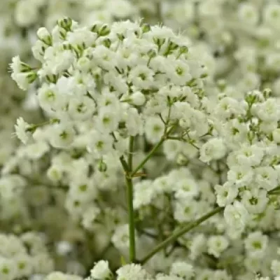 GYPSOPHILA PA NEW LOVE 20g