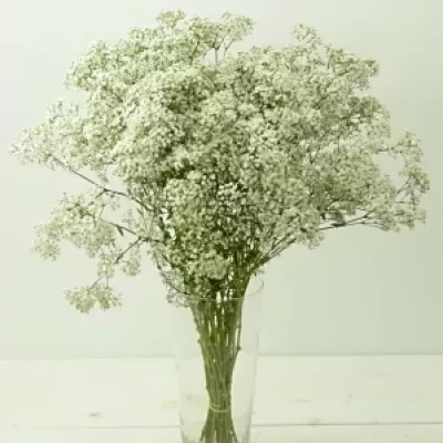 GYPSOPHILA PA NEW LOVE 20g