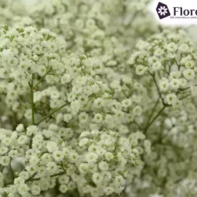 GYPSOPHILA PA NEW LOVE 20g