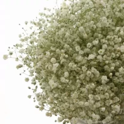 GYPSOPHILA PA PEARL GINGA