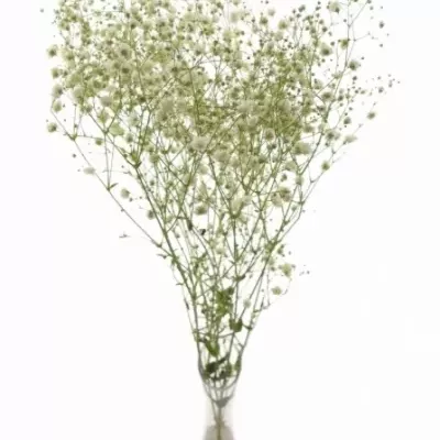 GYPSOPHILA PA PEARL GINGA