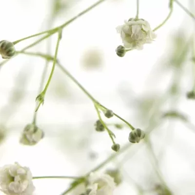 GYPSOPHILA PA PERFECTA 