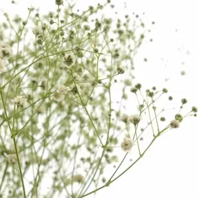 GYPSOPHILA PA PERFECTA 