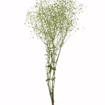 GYPSOPHILA PA PERFECTA 