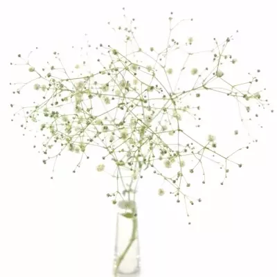 GYPSOPHILA PA PERFECTA 