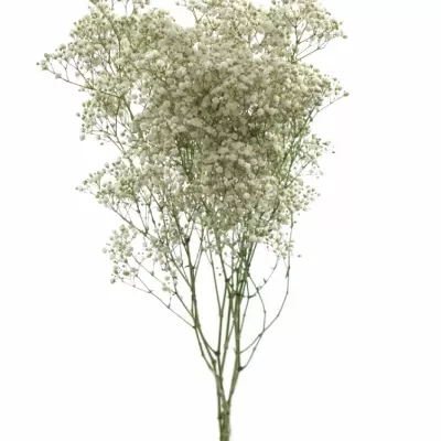 GYPSOPHILA PA STARRY NIGHT 70cm/25g