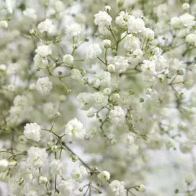 GYPSOPHILA PA STARRY NIGHT 70cm/25g