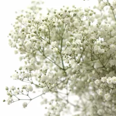 GYPSOPHILA PA STARRY NIGHT 70cm/25g