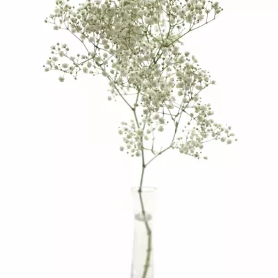 GYPSOPHILA PA STARRY NIGHT 70cm/25g