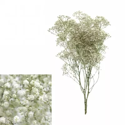 GYPSOPHILA PA STARRY NIGHT 70cm/25g