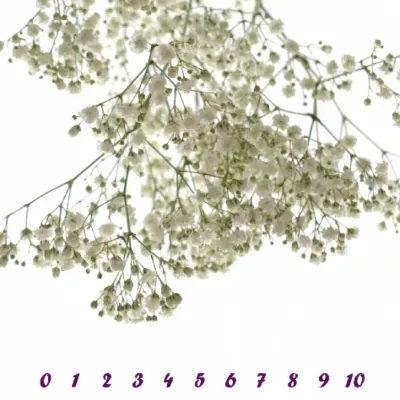 GYPSOPHILA PA STARRY NIGHT 70cm/25g