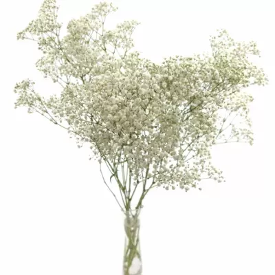 GYPSOPHILA PA STARRY NIGHT 70cm/25g