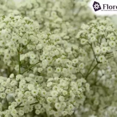 GYPSOPHILA PA VIVO 70cm/30g