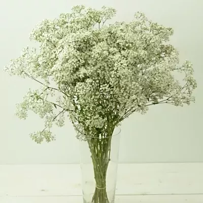 GYPSOPHILA PA VIVO 70cm/30g