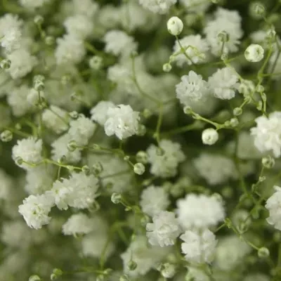 GYPSOPHILA PA WHITE VICTORIA 75cm/40g