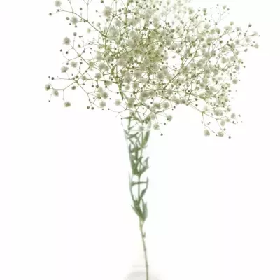 GYPSOPHILA PA WHITE VICTORIA 75cm/40g