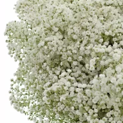 GYPSOPHILA PANICULATA CRYSTAL WHITE