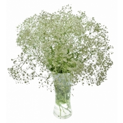 GYPSOPHILA PEARLS GRANDTASTIC