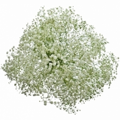 GYPSOPHILA PEARLS GRANDTASTIC