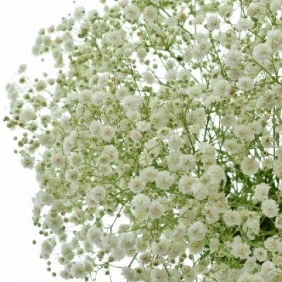 GYPSOPHILA PEARLS GRANDTASTIC 70cm/40g