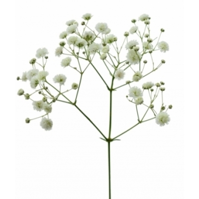 GYPSOPHILA PEARLS GRANDTASTIC