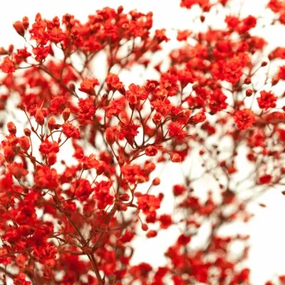 GYPSOPHILA RED