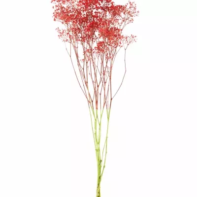 GYPSOPHILA RED