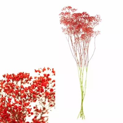 GYPSOPHILA RED