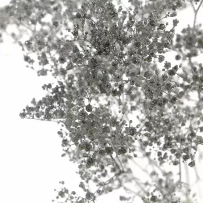 Gypsophila SILVER 80cm/20g