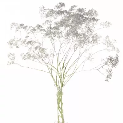 Gypsophila SILVER 80cm/20g