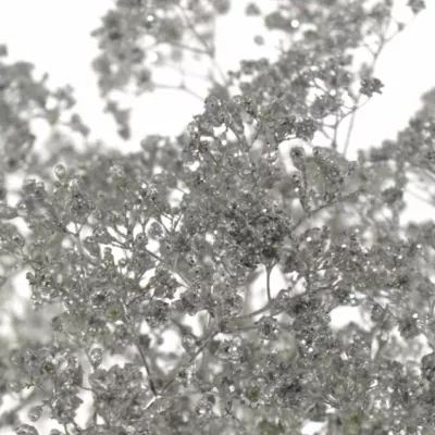 Gypsophila SILVER 80cm/20g