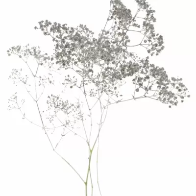 Gypsophila SILVER 80cm/20g