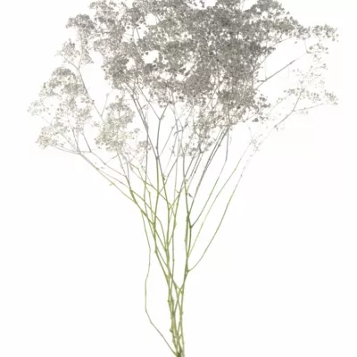 Gypsophila SILVER 80cm/20g