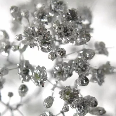 Gypsophila SILVER 80cm/20g