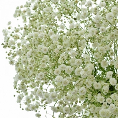 GYPSOPHILA XLENCE