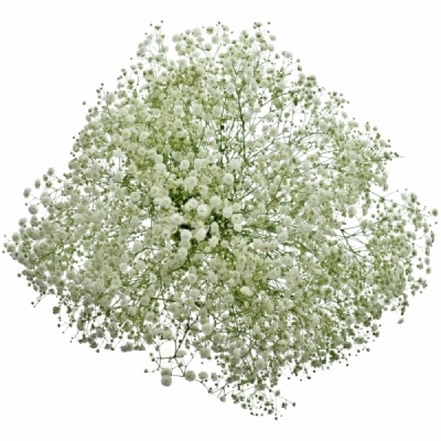 GYPSOPHILA XLENCE