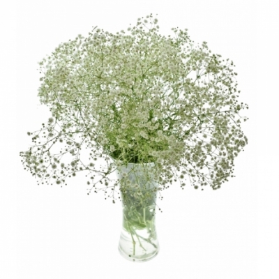 GYPSOPHILA XLENCE