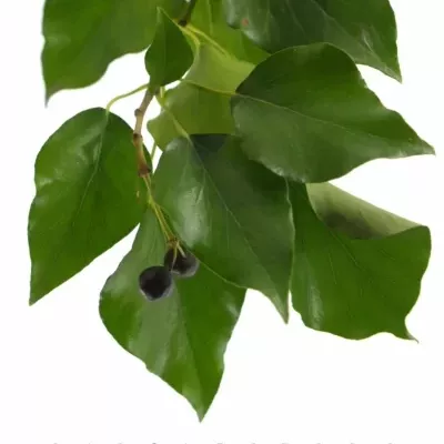 HEDERA