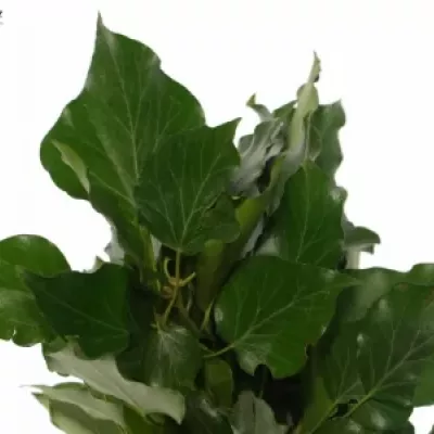 HEDERA