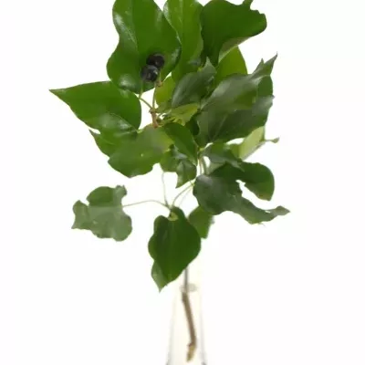 HEDERA