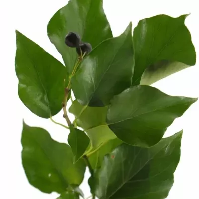 HEDERA