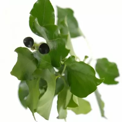 HEDERA