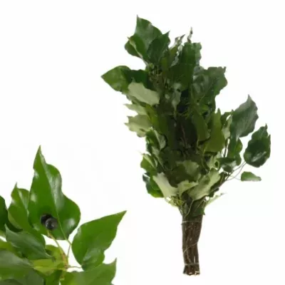 HEDERA