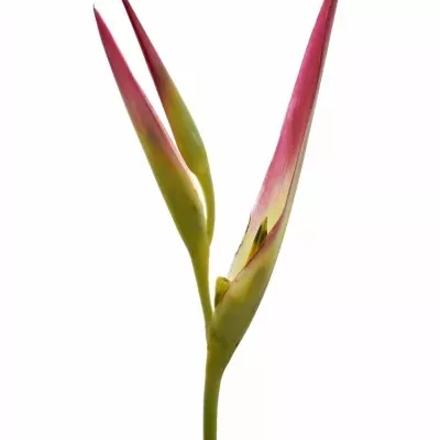 Heliconia PS SASSY 80cm