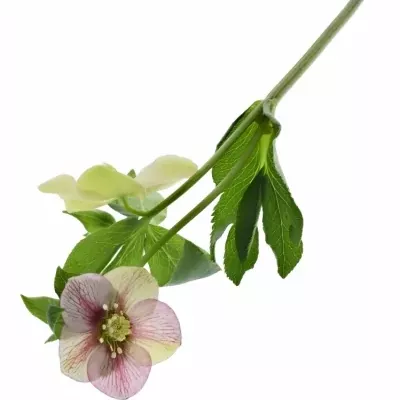 HELLEBORUS AARENDELLE BELLA PICOTTE