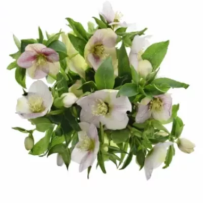 HELLEBORUS AARENDELLE BELLA PICOTTE