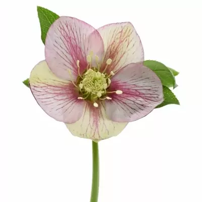 HELLEBORUS AARENDELLE BELLA PICOTTE