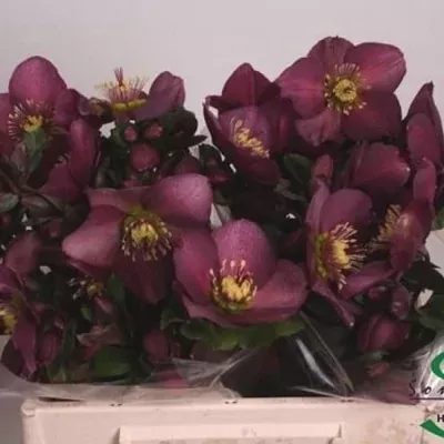 HELLEBORUS AARENDELLE MARA PURPLE