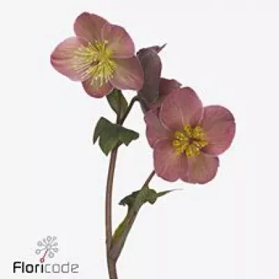 HELLEBORUS AARENDELLE NORA PINK