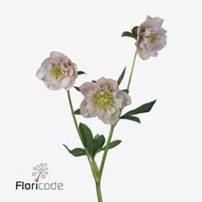 HELLEBORUS DOUBLE ELLEN PINK